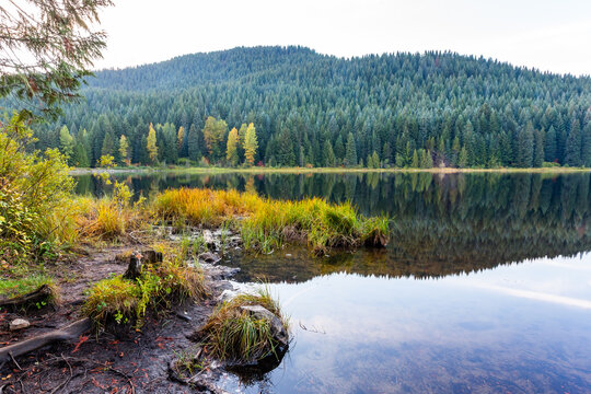 Autumn forest on Trillium Lake shores