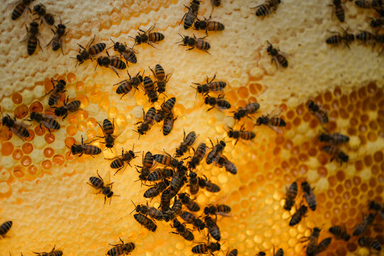 Swarm of bees produces honey on a golden honeycomb in summer