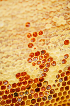 Closeup of golden honeycomb filled with sweet honey in summer