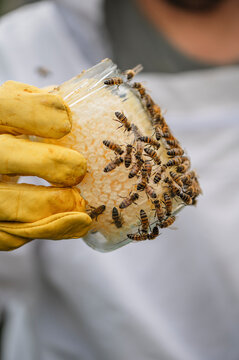 Male beekeeper holds a glass jar with honeycomb and crawling bee