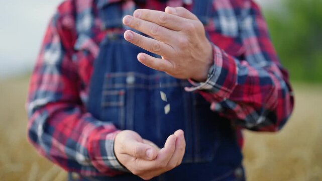 Harvest season in countryside, closeup view of farm worker hands pouring grains. Growing wheat, rye or barley in eco farmland, rural lifestyle and farming farmer waiting for good harvest, agriculture