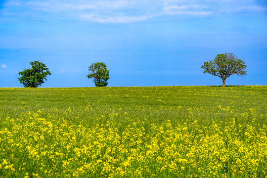 Three trees stand in a yellow rapeseed field in Germany