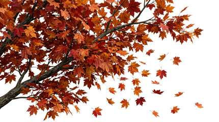 Maple tree branches with vibrant red autumn foliage and falling leaves on transparent background © Hosnibee_PNG