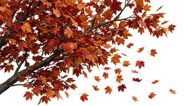 Maple tree branches with vibrant red autumn foliage and falling leaves on transparent background