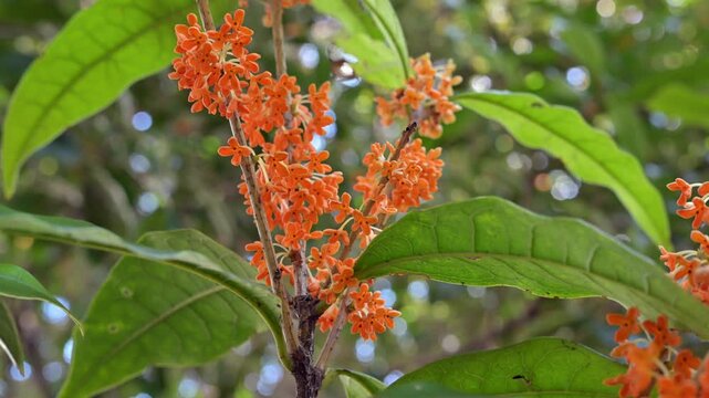 秋の公園で風に揺れる金木犀の花