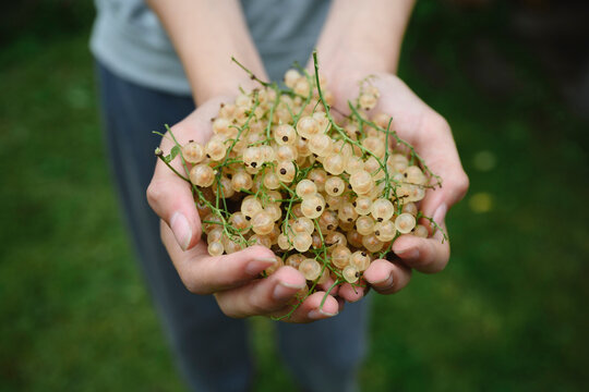 A male holds freshly harvested white currants in the summer garden