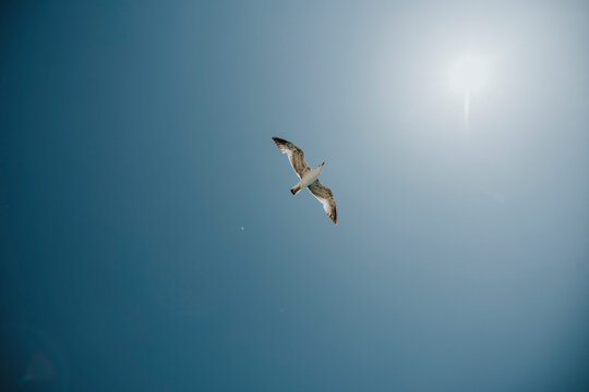 A flying seagull crosses the clear blue sky in Spain