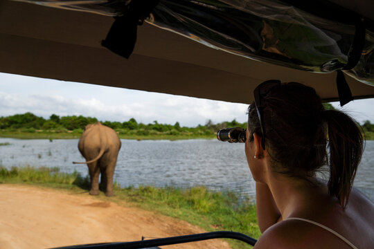 Safari explorer observing elephant by lake in Sigiriya Sri Lanka