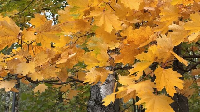 Golden maple leaves fill the forest canopy as branches and foliage shift gently, revealing textured bark and green woodland background