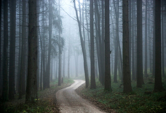 Forest track with morning mist
