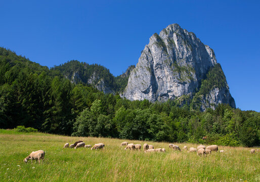 Austria, Upper Austria, Salzkammergut, Mondseeland, View of Drachenwand, flock of sheep