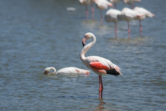 Greater flamingo stands in the marshland of Camargue France
