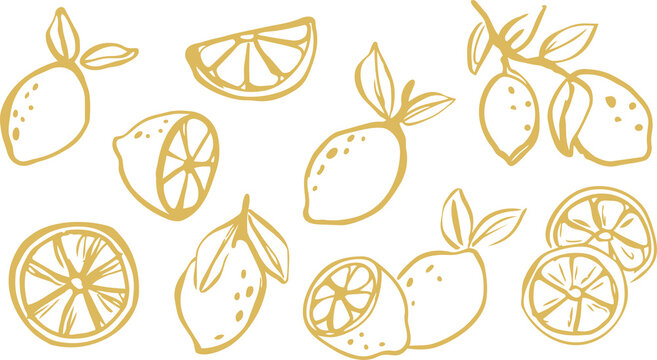 Collection of hand drawn golden lemon fruit illustrations with lemon illustratio
