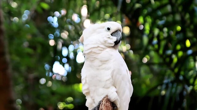 A video white cockatoo on a tree branch at a zoo on the island of Lombok, Indonesia, on a bright and cool morning is busy with its activities.