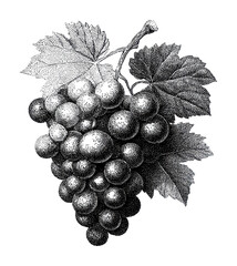 Obraz premium PNG Vintage grape bunch illustration with detailed leaves