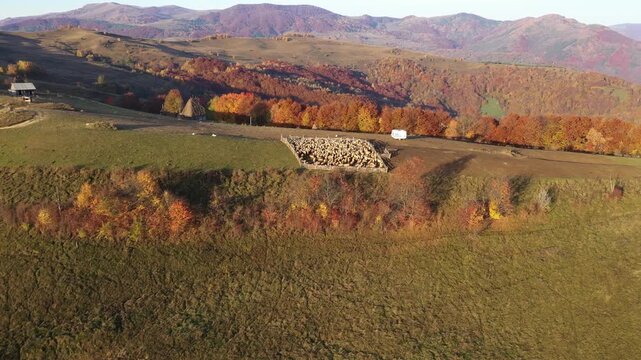 Slow motion aerial view of sheep in sheepfold in the mountains by drone
