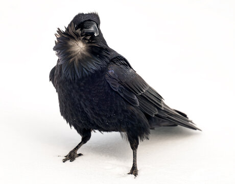 Raven standing on snow with detailed black feathers