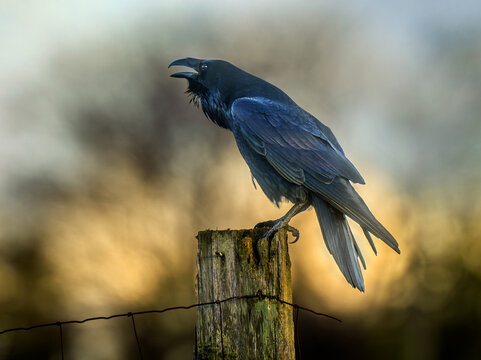 Crow perching on wooden fence post in natural outdoor wildlife setting