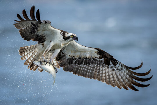 Osprey catching fish in flight over water