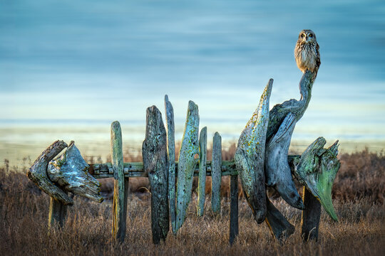 Owl perched on driftwood fence in USA grassy field at dusk