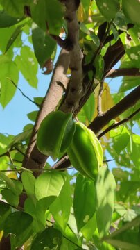 Fresh young green starfruit hanging on a tree branch with blue sky background, Unripe green carambola fruit growing on tree branch in sunny tropical garden, Close up of young star fruit hanging on tre