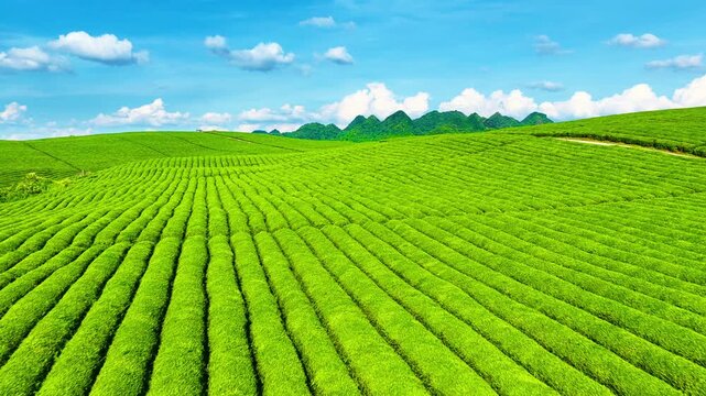 Lush tea plantation stretches across rolling green hills under a bright blue sky filled with fluffy white clouds.