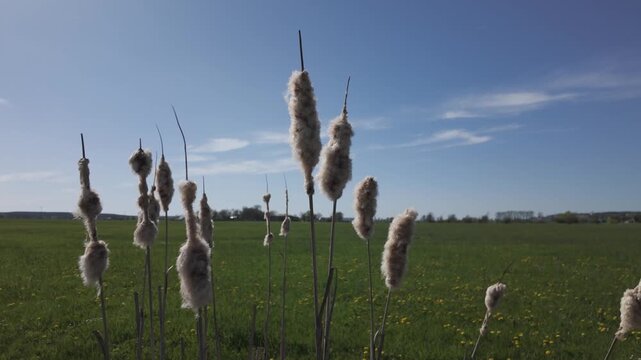 Close-up of flowering cattail swaying by the wind in a wet ditch. The dry fluffy seeds disperse naturally. Exposed, light grey coloured reed mace or bulrush or Typha water plant on a sunny spring day.