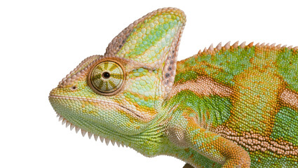 Detailed profile of a green and orange veiled chameleon with textured scales, isolated on transparent background © roofi