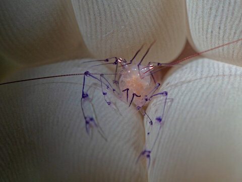 Bubble Coral Shrimp (Vir cf philippinensis)