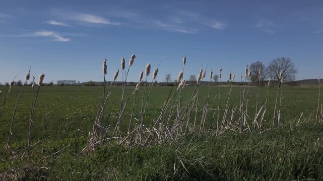 Flowering cattails swaying by the wind in a wet ditch. The dry fluffy seeds disperse naturally. Exposed, light grey coloured reed mace or bulrush or Typha water plant on a sunny spring day.