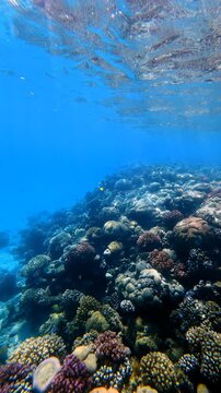 Vivid blue ocean and reef fish, vertical video from snorkeling on the shallow coral reef. Reef exploration. Sea with the tropical coras and swimming fish. Underwater marine life biodiversity.