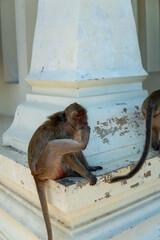 Monkey grooming  © Yelyzaveta