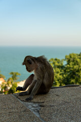 Monkey by the sea © Yelyzaveta