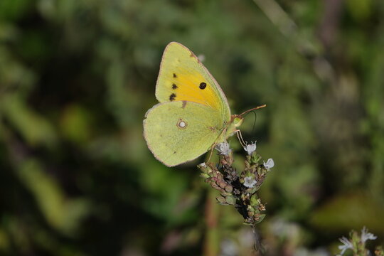 the beautiful clouded yellow butterfly (Colias croceus)