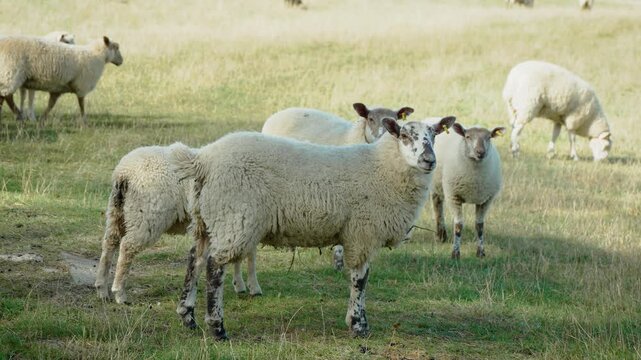Sheep flock on grassy farm pasture with woolly ewes and lambs. Domestic livestock with thick fleece in rural field. Farm animals on grassland for wool, meat and sheep farming agriculture