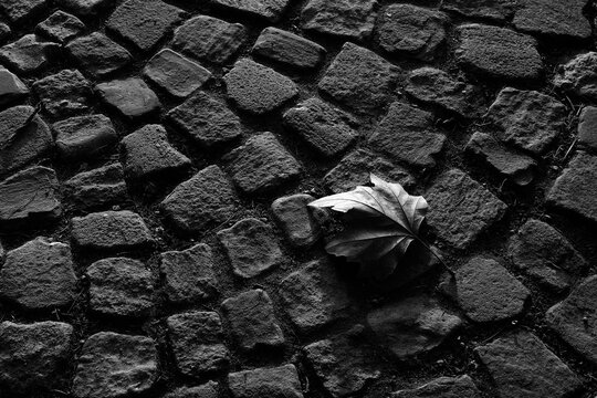 leaf foll on cobblestones