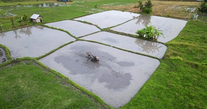 Farmer operating a hand tractor, churning mud and water in a flooded rice paddy field on Bali island, preparing the agricultural land for planting. Traditional farming. Rural Indonesian landscape