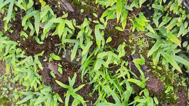 Closeup shot of lush green ferns and moss covering the forest ground