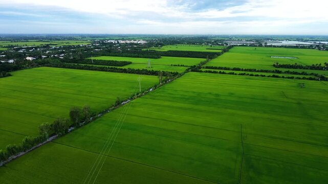 Orchards intercropped with rice fields in the distance