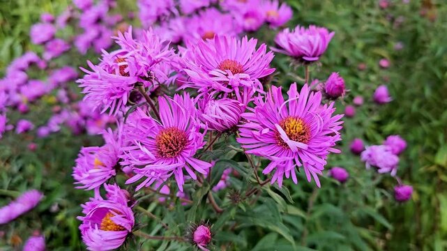 Dew on a New England aster