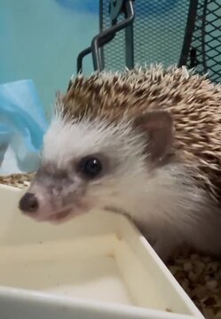 hedgehog