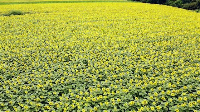 Beautiful aerial view flying over a vast sunflower field in full bloom. The endless rows of yellow flowers create a stunning natural pattern