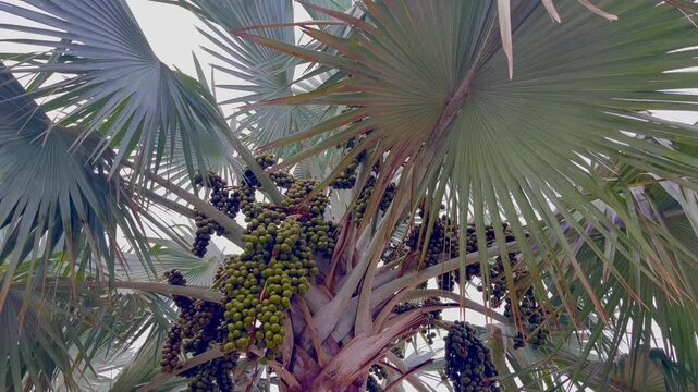 Tropical palm tree fruit
