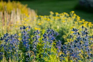 Eryngium × oliverianum ‘Big Blue’, Big Blue sea holly, a striking perennial with vivid steel-blue flower heads, spiny silvery bracts and upright branching stems, blooming in a summer garden. © Kaja