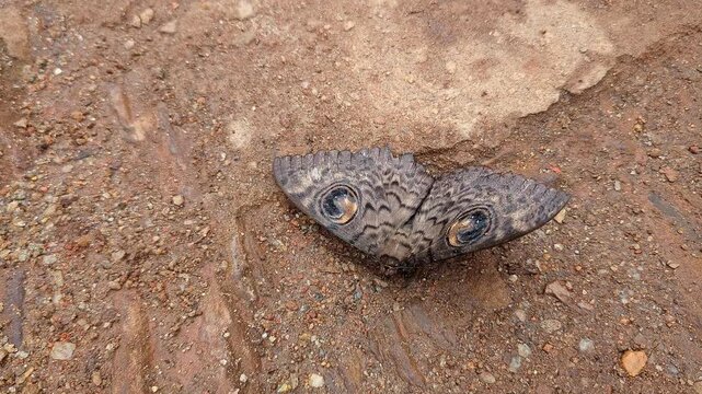 Closeup of owl eyed moth blending seamlessly into rocky ground through camouflage