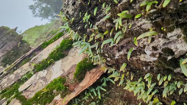 Closeup wide shot of lush green ferns and moss covering the forest ground
