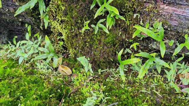 Closeup of lush green moss and wild plants covering the forest floor