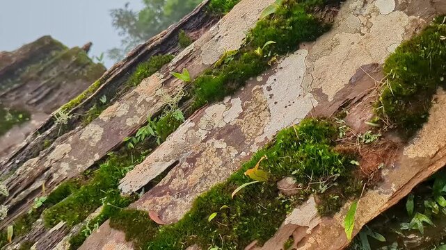Closeup view of green moss and white lichen growing across textured rock surface