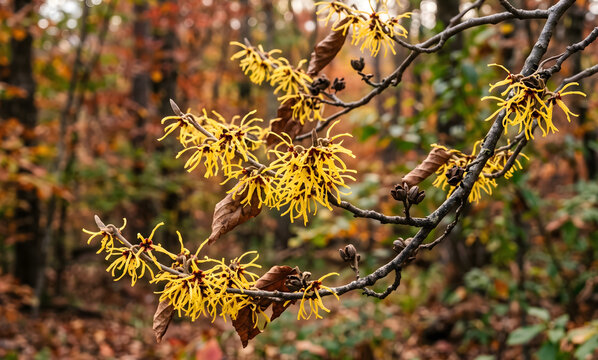 Blooming yellow witch hazel hamamelis flowers on branch in autumn forest