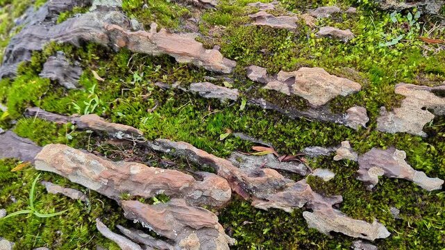 Closeup wide view of green moss and white lichen growing across textured rock surface